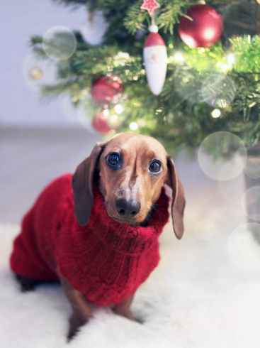 dachshund dog wearing a red sweater